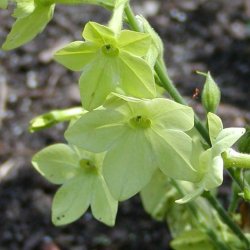 Tobak, Purpur- <br>'Perfume Lime' F1 <br><i>Nicotiana x sanderae</i>