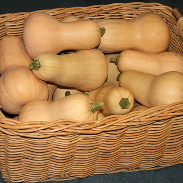 Squash, Butternut- <br>'Waltham' F1<br>moskusgrskar<br><i>Cucurbita moschata</i>
