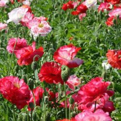 Valmue <br>'Shirley Double Mix'<br><i>Papaver pavot</i>