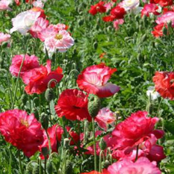 Valmue <br>'Shirley Double Mix'<br><i>Papaver pavot</i>