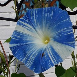 Pragtsnerle <br>'Flying Saucers'<br><i>Ipomoea tricolor </i>