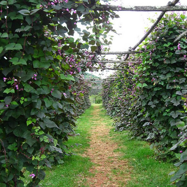 Hjelmbnne, <br>Lablab-bnne, Hyacintbnne<br><i>Dolichos lablab </i>