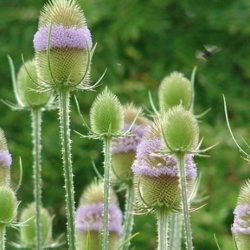 Kartebolle, <br>Grde- <br><i>Dipsacus fullonum</i>