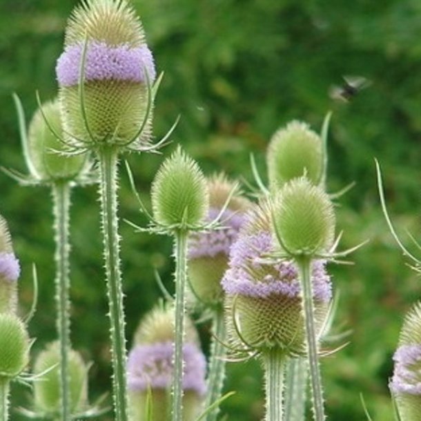 Kartebolle, <br>Grde- <br><i>Dipsacus fullonum</i>