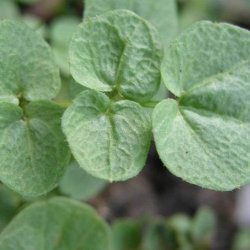 Engkarse<br><i>Cardamine pratensis</i><br><br>