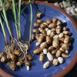 Jordmandel <br><i>Cyperus esculentus</i><br><br>