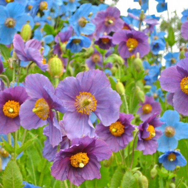 Valmuesster, Tibets - <br>'Hensol Violet' <br><i>Meconopsis baileyi</i>