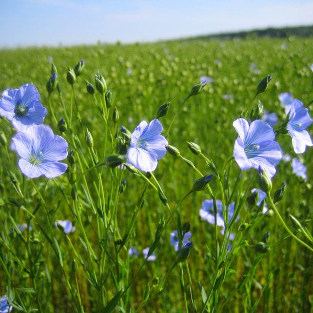 Hr, <br>Almindelig <br><i>Linum usitatissimum </i>