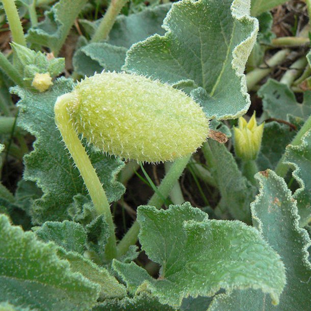 Agurk, <br>sel- <br><i>Ecballium elaterium</i>