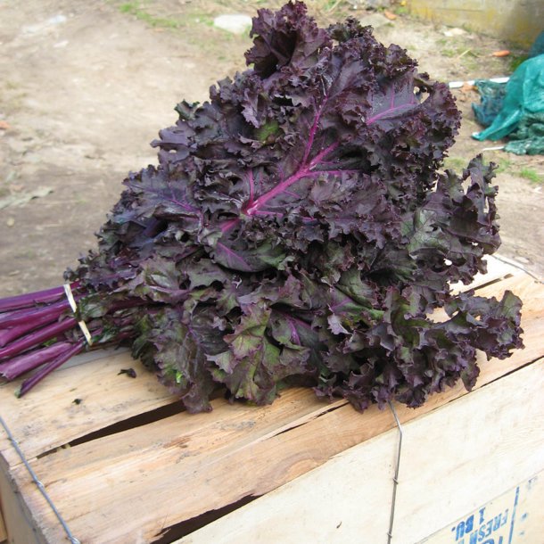 Grnkl, Purpur- <br>'Redbor' F1<br><i>Brassica oleracea var. sabellica</i>