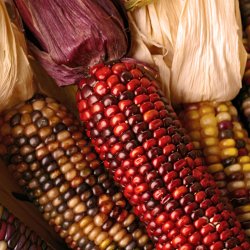 Majs, Indianer- <br>'Amero'<br><i>Zea mays</i>