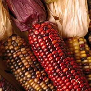 Majs, Indianer- <br>'Amero'<br><i>Zea mays</i>