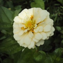 Frkenhat <br>'Oklahoma Ivory' <br><i>Zinnia elegans</i>