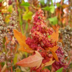 Quinoa <br>'Cherry Vanilla' <br><i>Chenopodium quinoa</i>