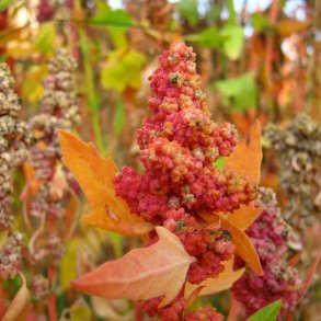 Quinoa <br>'Cherry Vanilla' <br><i>Chenopodium quinoa</i>