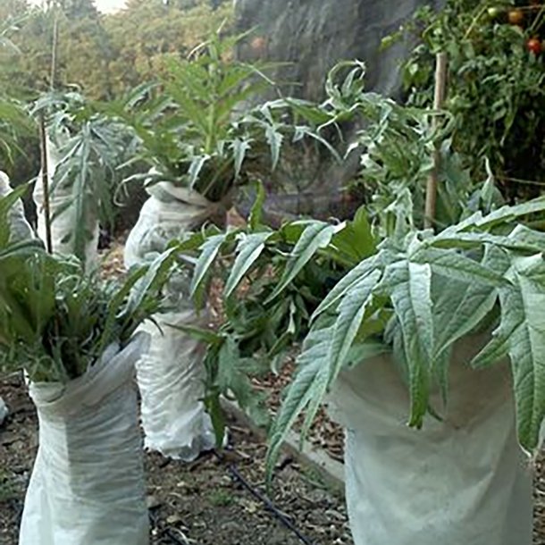 Kardon <br>'Porto Spineless'<br><i>Cynara cardunculus</i>