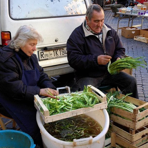 Puntarelle di Galatina, <br>Cikoriesalat<br><i>Cichorium intybus</i>