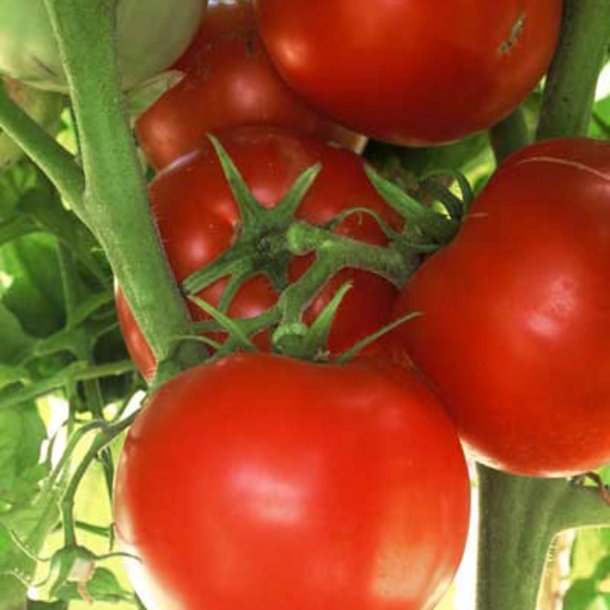 Tomat <br>'Ace 55 VF' <br><i>Lycopersicon esculentum</i>