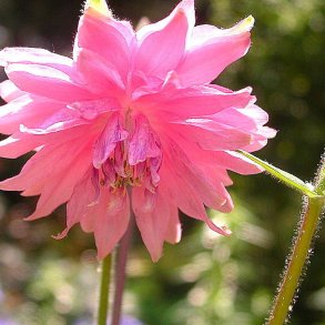 Akeleje <br>'Barlow Rose' <br><i>Aquilegia vulgaris</i>