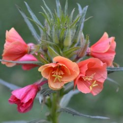 Natlys �Sunset Boulevard� <br><i>Oenothera versicolor</i>