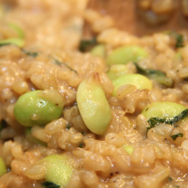 Edamame, sojabnne<br>'Fiskeby V'<br><i>Glycine max</i>