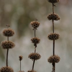 L�vehale, <br>knoldet <br><i>Phlomis tuberosa </i>