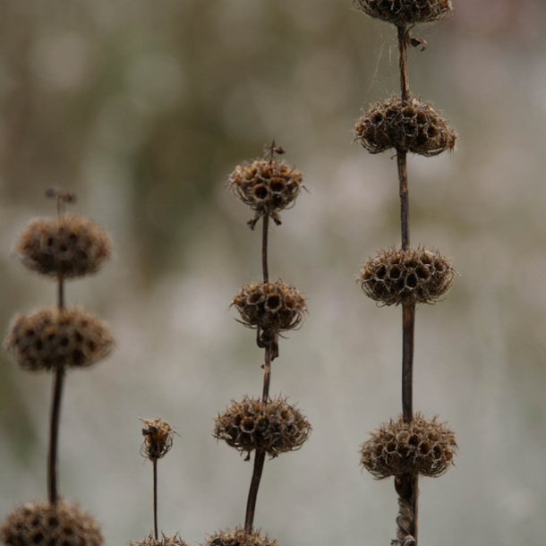 L�vehale, <br>knoldet <br><i>Phlomis tuberosa </i>
