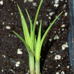 Jordmandel <br><i>Cyperus esculentus</i><br><br>