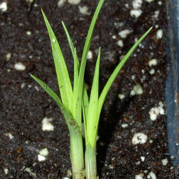 Jordmandel <br><i>Cyperus esculentus</i><br><br>