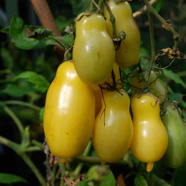 Tomat <br>'Banana Legs'<br><i>Lycopersicon esculentum</i>