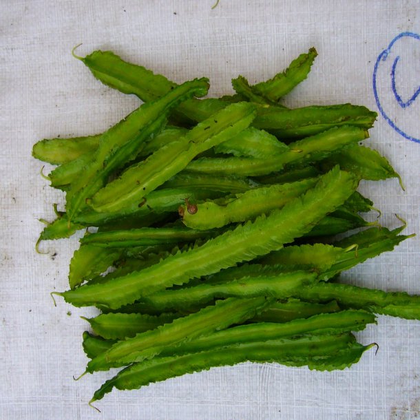 Goabnne, stjernebnne <br><i>Psophocarpus tetragonolobus</i>