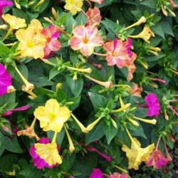 Vidunderblomst <br>'Marbles Mix'<br><i>Mirabilis jalapa</i>