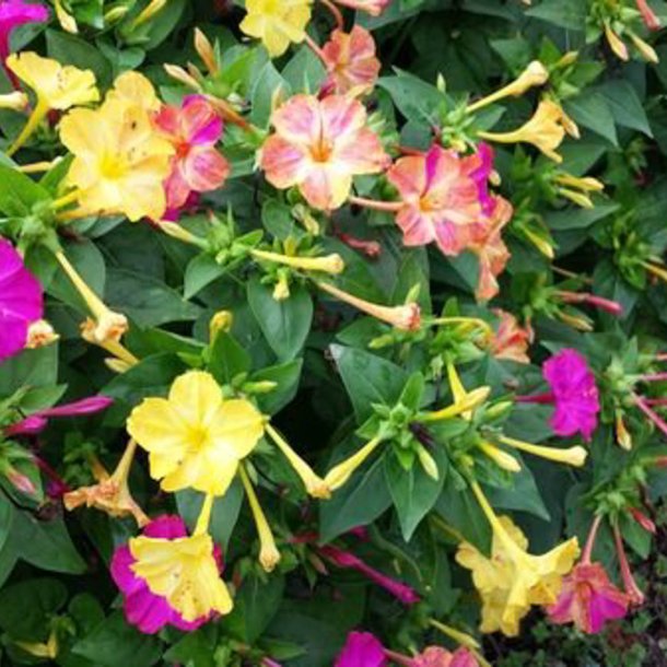 Vidunderblomst <br>'Marbles Mix'<br><i>Mirabilis jalapa</i>