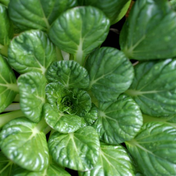 Tatsoi <br><i>Brassica rapa <br>var. rosularis</i>