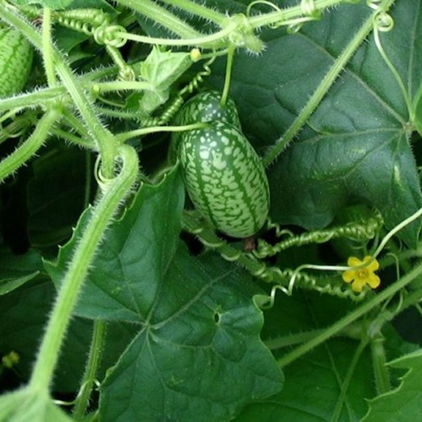 Agurk, <br>Jungle- <br><i>Melothria scabra</i>