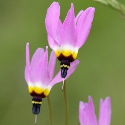 Gudeblomst <br><i>Dodecatheon meadia</i><br><br>