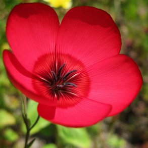 Hr, Rd <br><i>Linum grandiflorum rubrum</i>