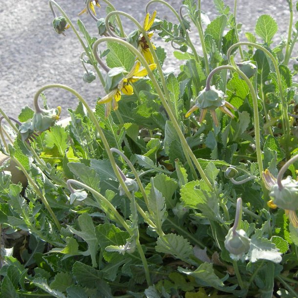 Chokoladeblomst <br><i>Berlandiera lyrata</i><br><br>