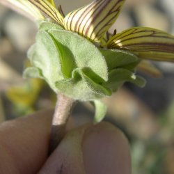 Chokoladeblomst <br><i>Berlandiera lyrata</i><br><br>