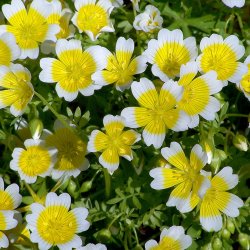 Spejlg <br><i>Limnanthes douglasii</i>