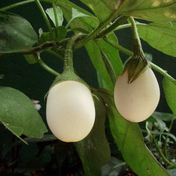 Aubergine <br>'Golden Eggs'<br><i>Solanum melongena</i>