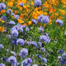 Blhoved <br><i>Gilia capitata</i><br><br>