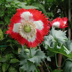 Valmue <br>'Danish Flag'<br><i>Papaver somniferum</i>