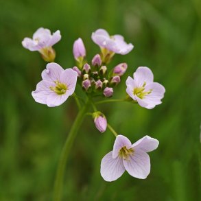Engkarse<br><i>Cardamine pratensis</i><br><br>