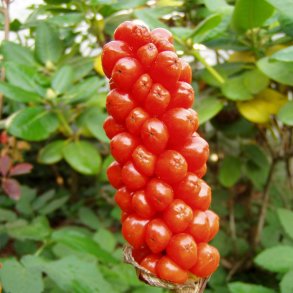 Arum, <br>Italiensk <br><i>Arum italicum </i>