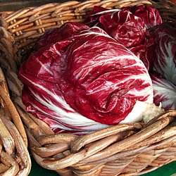Radicchio <br>'Palla Rossa'<br> <i>Cichorium intybus</i>