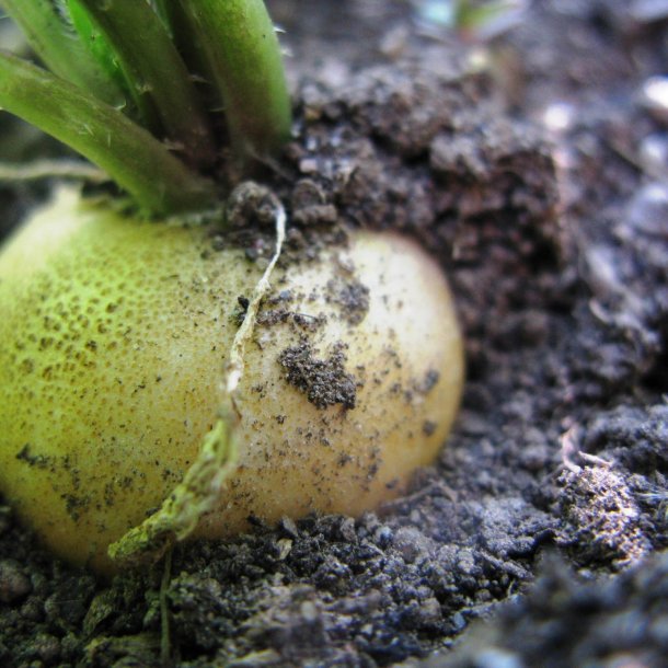 Radise <br>'Zlata' <br><i>Raphanus sativus</i>