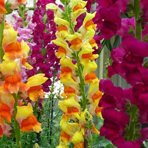 Lvemund <br>'Mix' <br><i>Antirrhinum majus </i>