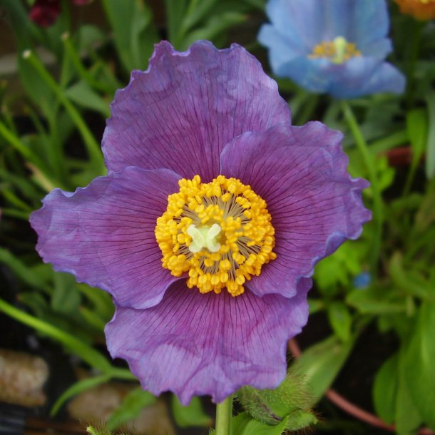 Valmuesster, Tibets - <br>'Hensol Violet' <br><i>Meconopsis baileyi</i>