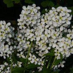 Natviol, <br>Velduftende aftenstjerne <br>'Alba' <br><i>Hesperis matronalis </i>